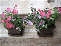 5fb0aac5-Tradescantije i petunije.jpg